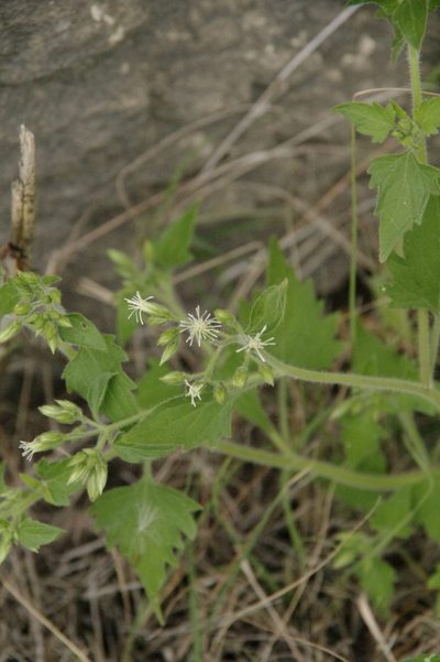 Flyriella parryi, photographed by Eric Knight