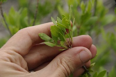 Fraxinus greggii, photographed by Eric Knight