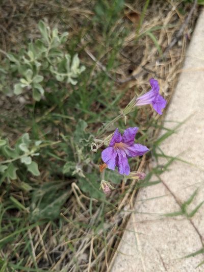 Ruellia corzoi, photographed by Eric Knight