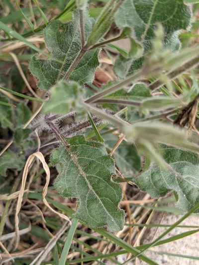 Ruellia corzoi, photographed by Eric Knight