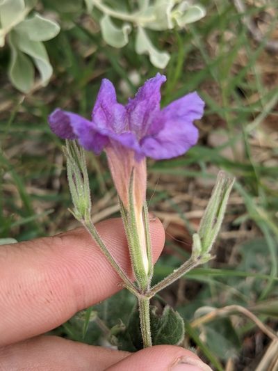 Ruellia corzoi, photographed by Eric Knight