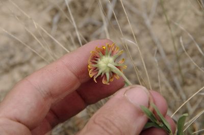 Gaillardia coahuilensis, photographed by Eric Knight