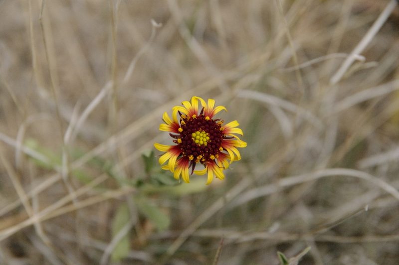 Gaillardia coahuilensis, photographed by Eric Knight
