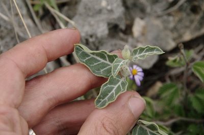 Acleisanthes crassifolia, photographed by Eric Knight