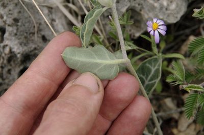 Acleisanthes crassifolia, photographed by Eric Knight