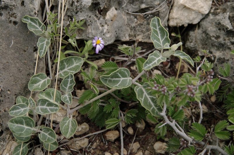Acleisanthes crassifolia, photographed by Eric Knight