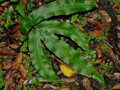 Dryopteris enneaphylla, photographed by Jacy Chen