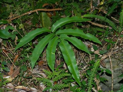 Dryopteris enneaphylla, photographed by Jacy Chen