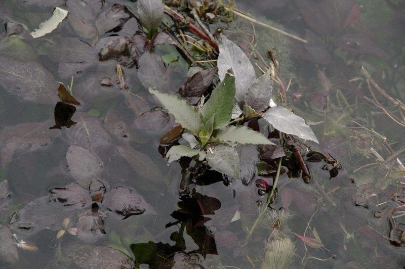 Hygrophila corymbosa, photographed by Eric Knight