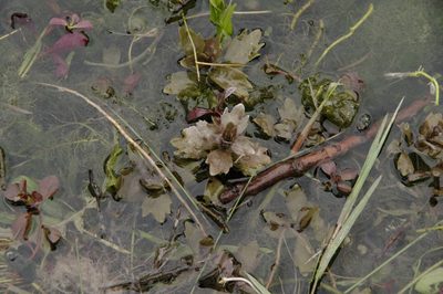 Shinnersia rivularis, photographed by Eric Knight
