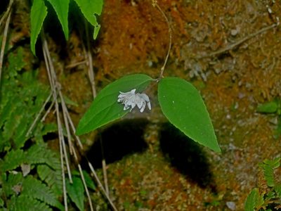 Deutzia taiwanensis, photographed by Jacy Chen