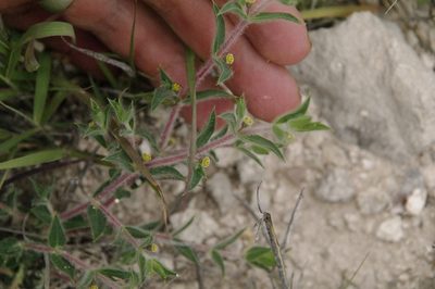 Euphorbia acuta, photographed by Eric Knight