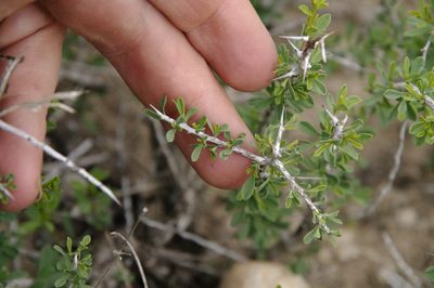 Condalia spathulata, photographed by Eric Knight
