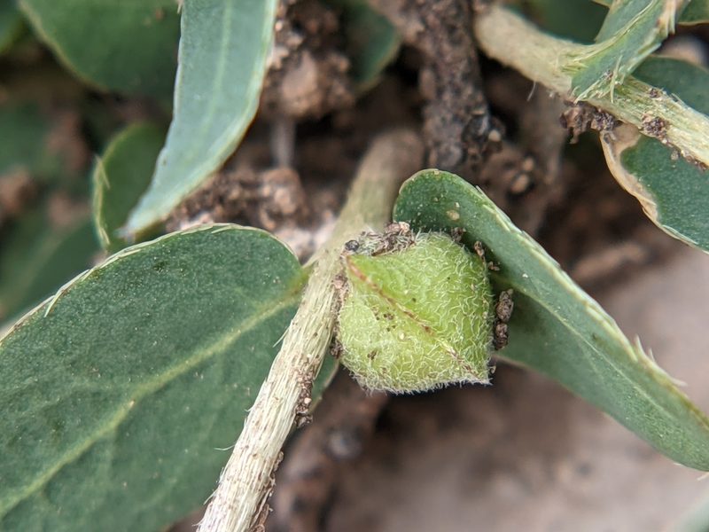 Aspicarpa hyssopifolia, photographed by Eric Knight