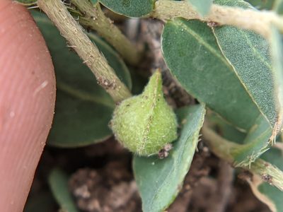 Aspicarpa hyssopifolia, photographed by Eric Knight