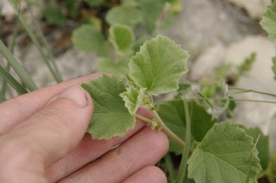 Hermannia texana, photographed by Eric Knight