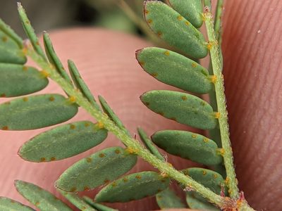 Pomaria brachycarpa, photographed by Eric Knight