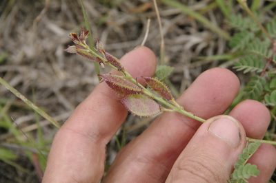 Pomaria brachycarpa, photographed by Eric Knight