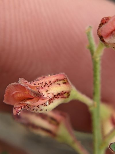 Pomaria brachycarpa, photographed by Eric Knight