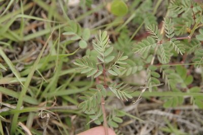 Pomaria brachycarpa, photographed by Eric Knight
