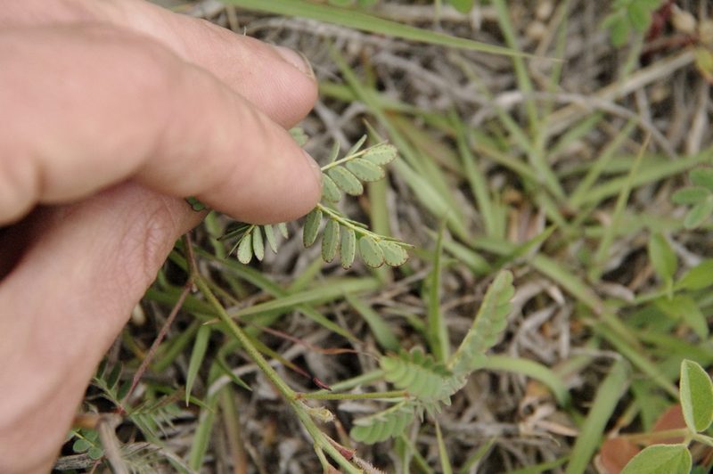 Pomaria brachycarpa, photographed by Eric Knight