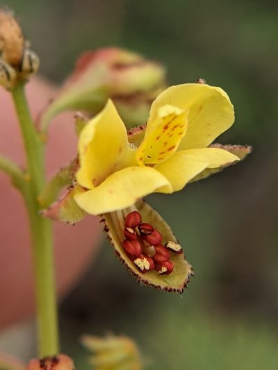 Pomaria brachycarpa, photographed by Eric Knight