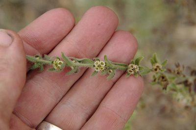 Lappula occidentalis, photographed by Eric Knight