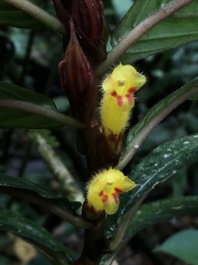 Columnea guttata, photographed by Jared Shorma