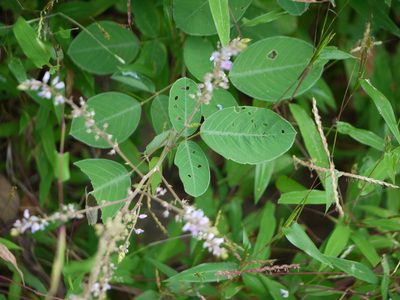 Uraria rufescens, photographed by Dinesh Valke