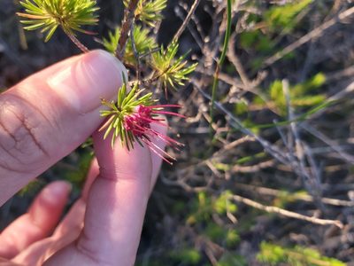 Darwinia fascicularis, photographed by Tim
