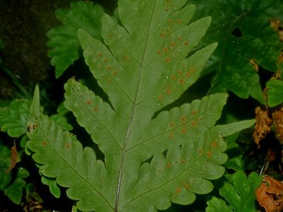 Tectaria coadunata, photographed by Jacy Chen