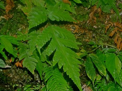 Tectaria coadunata, photographed by Jacy Chen
