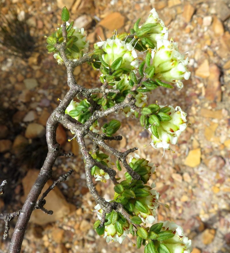 Agathosma barnesiae, photographed by Dave U