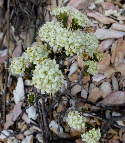 Agathosma barnesiae, photographed by Dave U