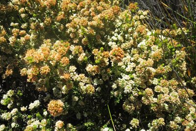 Agathosma barnesiae, photographed by Dave U