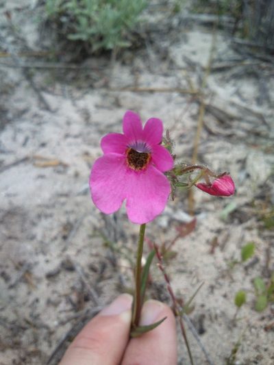 Nemesia strumosa, photographed by Henry de Lange