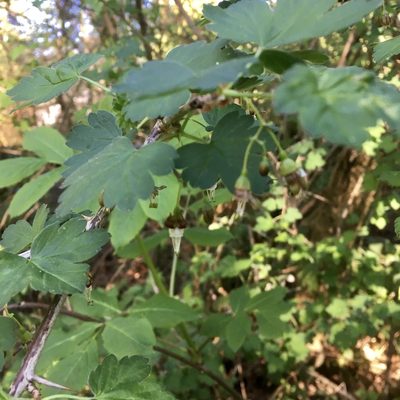 Ribes divaricatum, photographed by Giselle Blythe