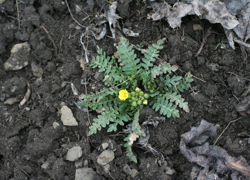 Chorispora sibirica, photographed by Oleg Kosterin