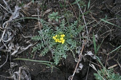 Chorispora sibirica, photographed by Oleg Kosterin