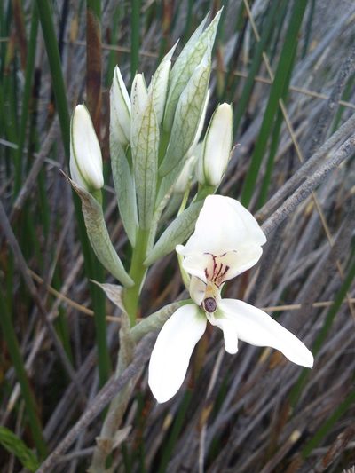 Disa draconis, photographed by Henry de Lange