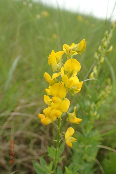 Crotalaria globifera, photographed by Peter Warren
