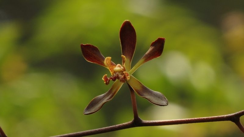 Encyclia parviflora, photographed by Victor De la Cruz