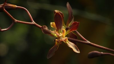 Encyclia parviflora, photographed by Victor De la Cruz