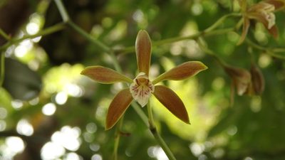 Encyclia candollei, photographed by Victor De la Cruz