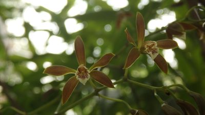 Encyclia candollei, photographed by Victor De la Cruz