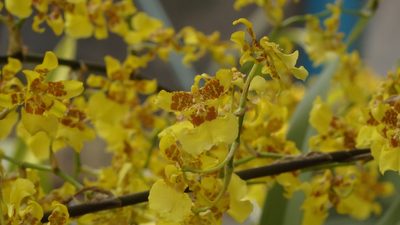 Oncidium sphacelatum, photographed by Victor De la Cruz