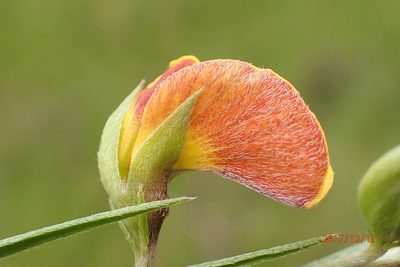 Argyrolobium tuberosum, photographed by Peter Warren