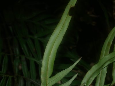 Pteris formosana, photographed by Jacy Chen