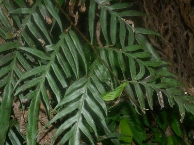 Pteris formosana, photographed by Jacy Chen
