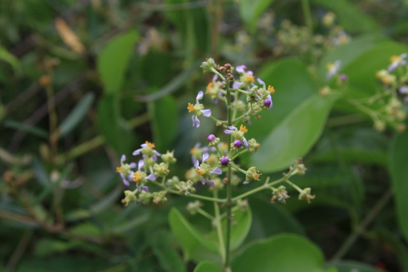 Mascagnia paniculata, photographed by Brian Oakes Haiti Hunter